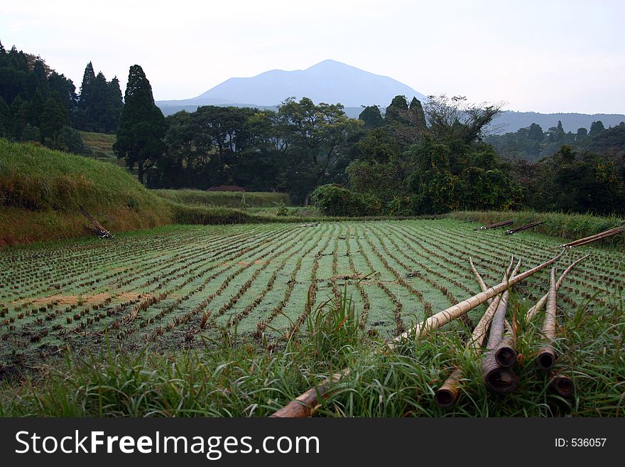 A Rice field with bamboo poles on the island of Kyushu