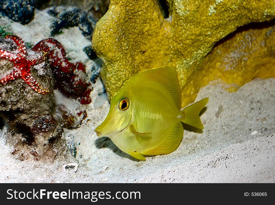 Yellow Tang