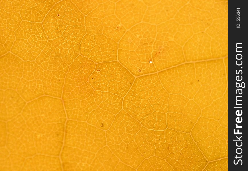 Great texture of macro autumn leaf. Great texture of macro autumn leaf