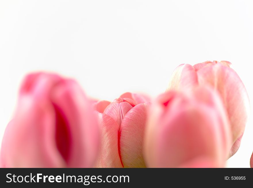 Nice pink tulip heads on white ground