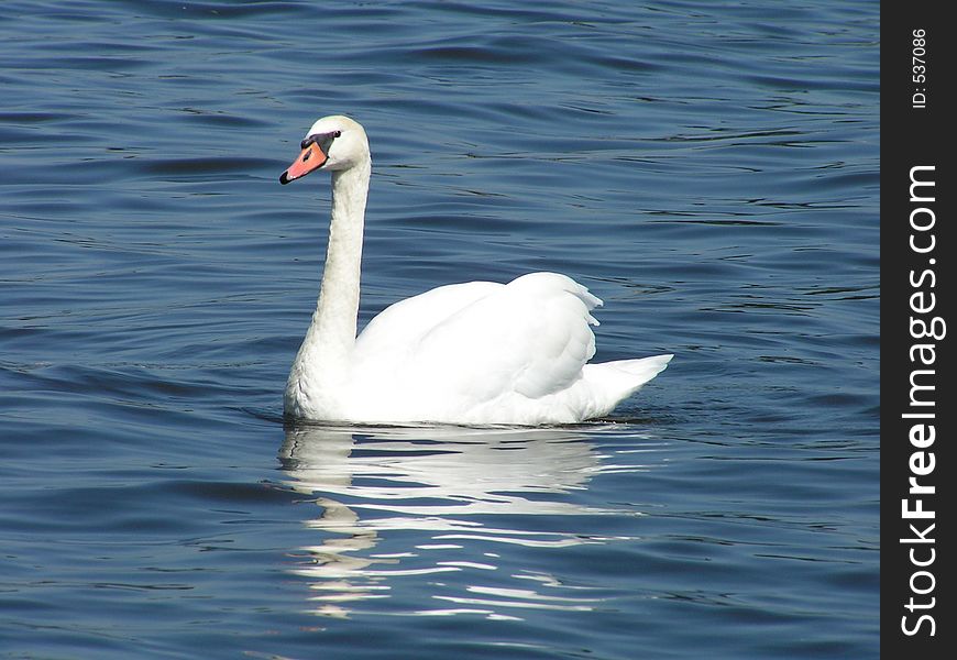 Beautiful white swan in blue water