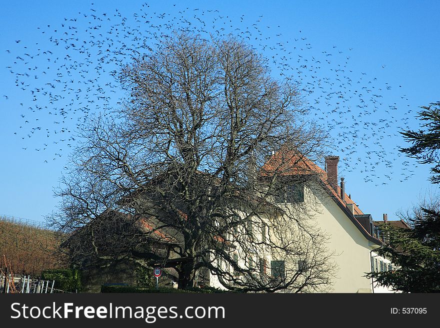 A lot of bird are moving from the tree. A lot of bird are moving from the tree.