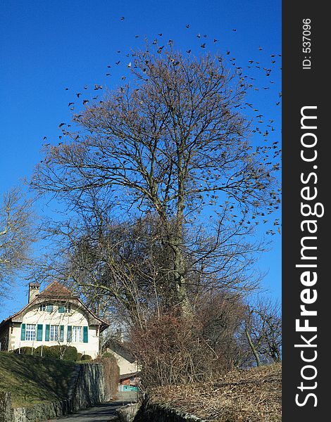 Cottage With A Lot Of Bird Around The Tree