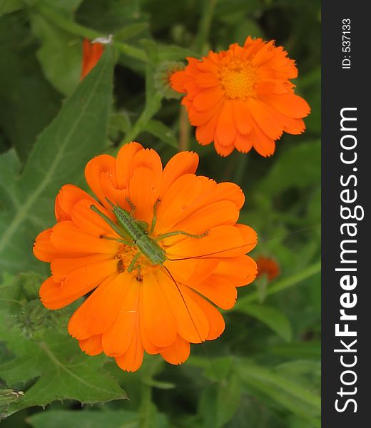 Green grasshopper on orange flower