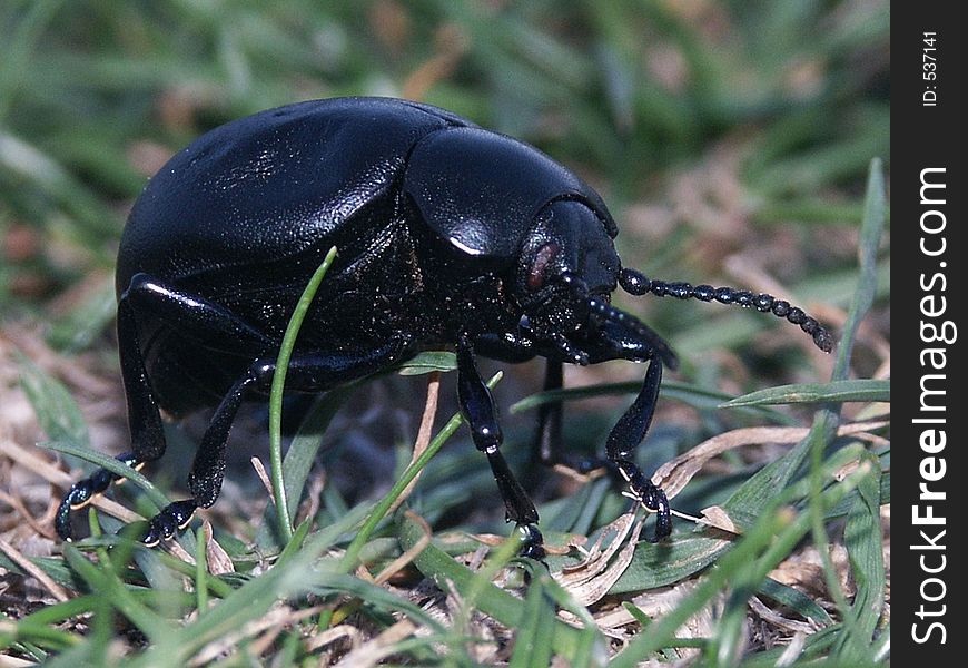 Close up of large beetle