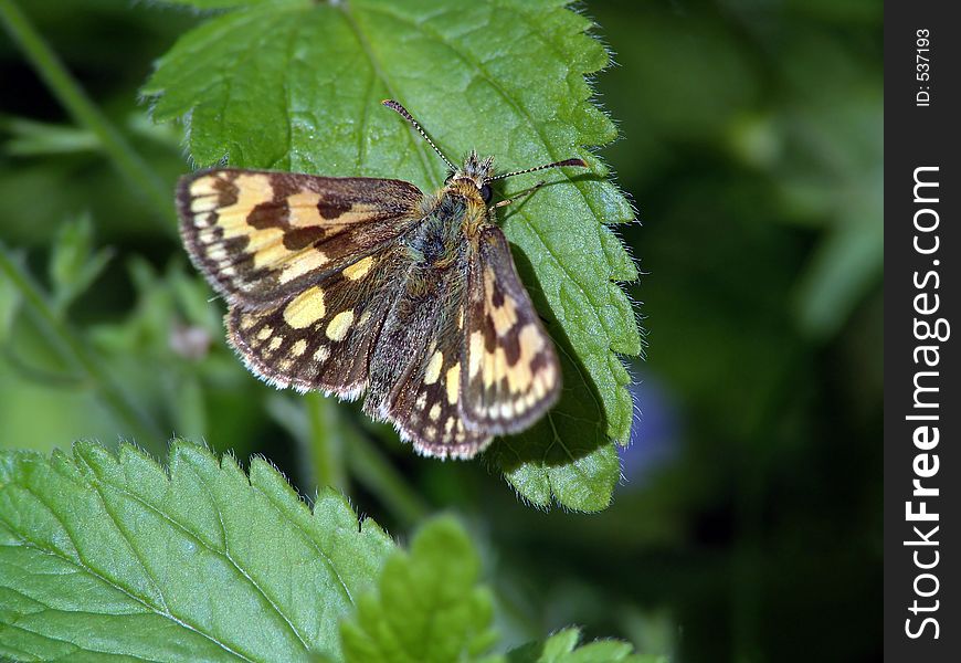 Butterfly Carterocephalus Palaemon.