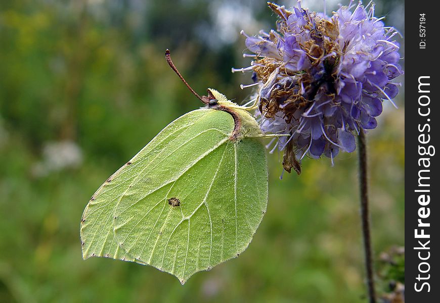 Gonepteryx rhamni on a flower.