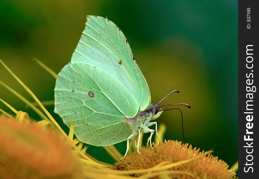 Gonepteryx rhamni on a flower.