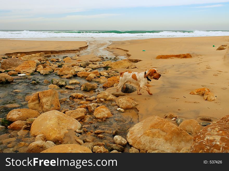 A dog in the beach