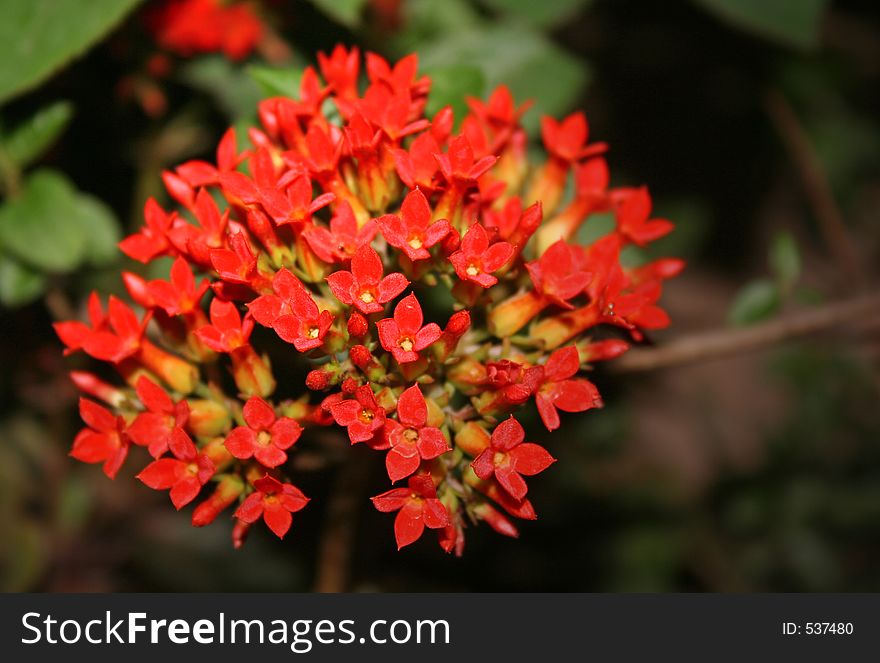 Tiny red flowers in a bunch INdia. Tiny red flowers in a bunch INdia