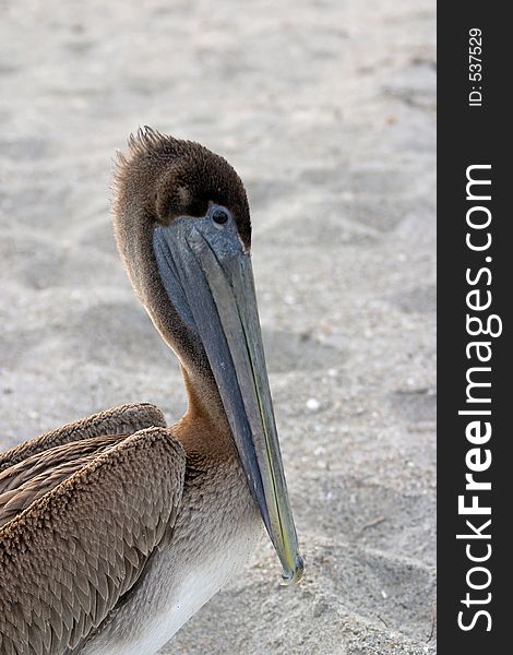 A close up shot of a brown pelican