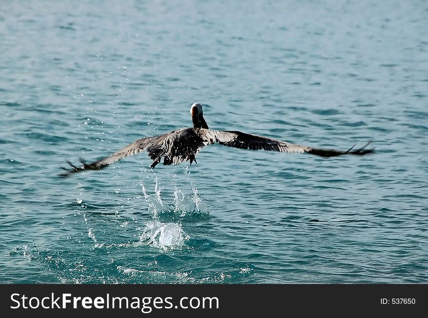 Pelican takeoff. Pelican takeoff