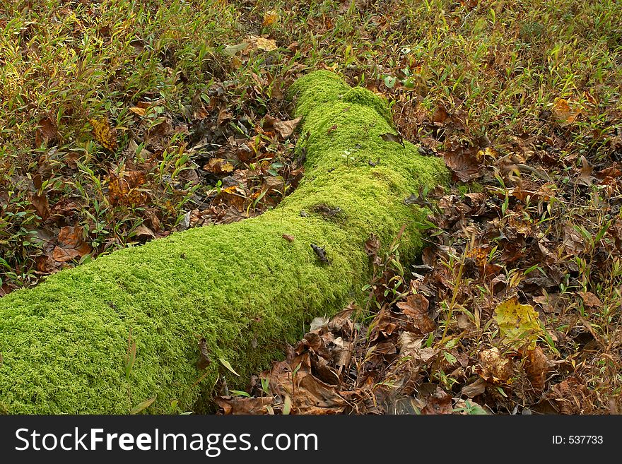A moss covered tree root. A moss covered tree root