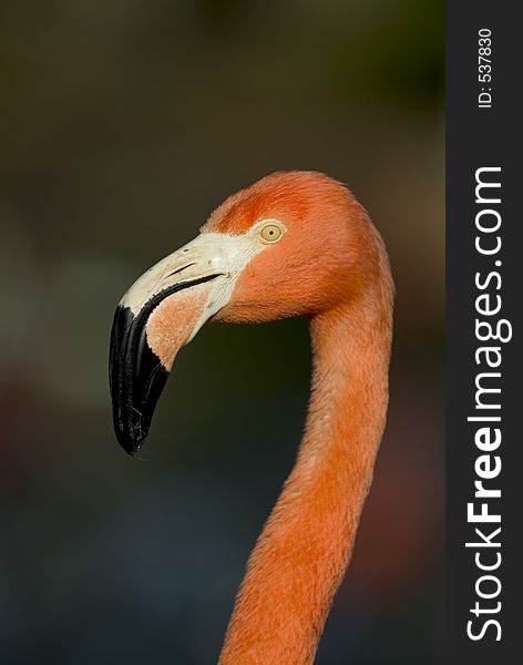 Close up detail of a Flamingo head.