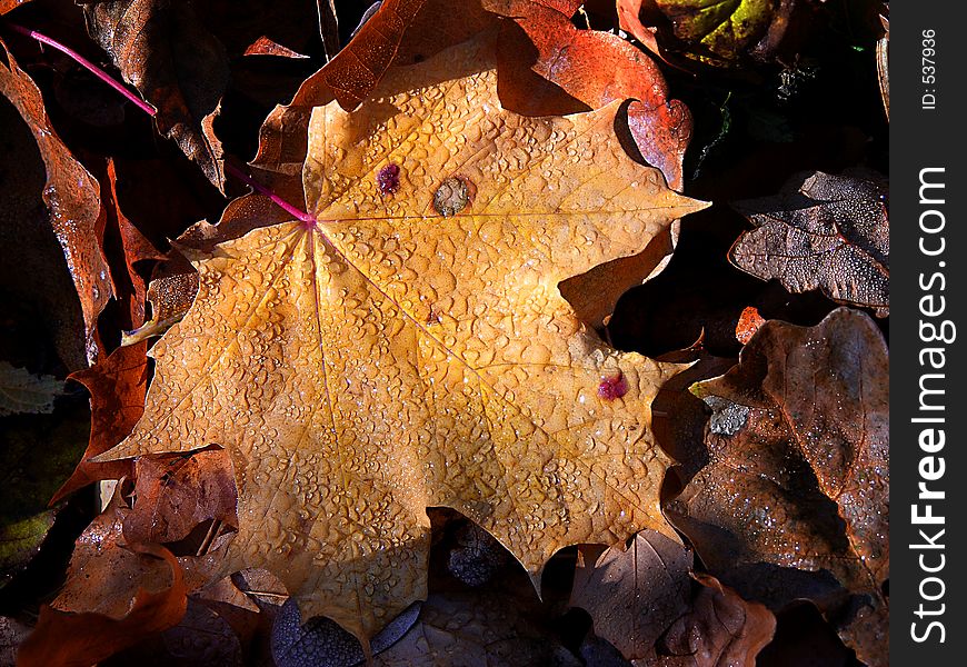 Orange Autumn Leaves