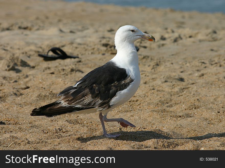 Herring gull on the sand. Herring gull on the sand.