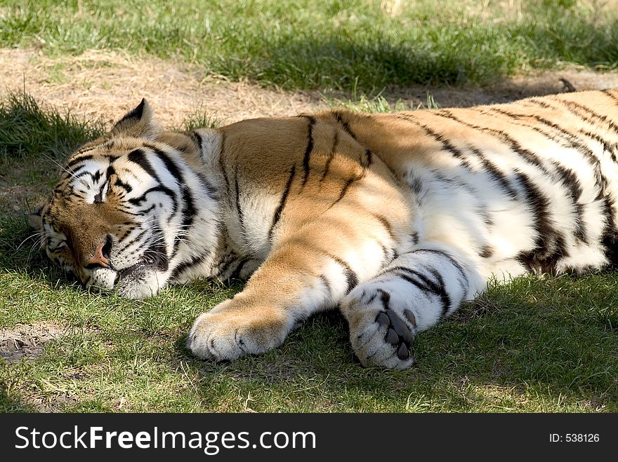 Tiger sleeping in the shade. Tiger sleeping in the shade.