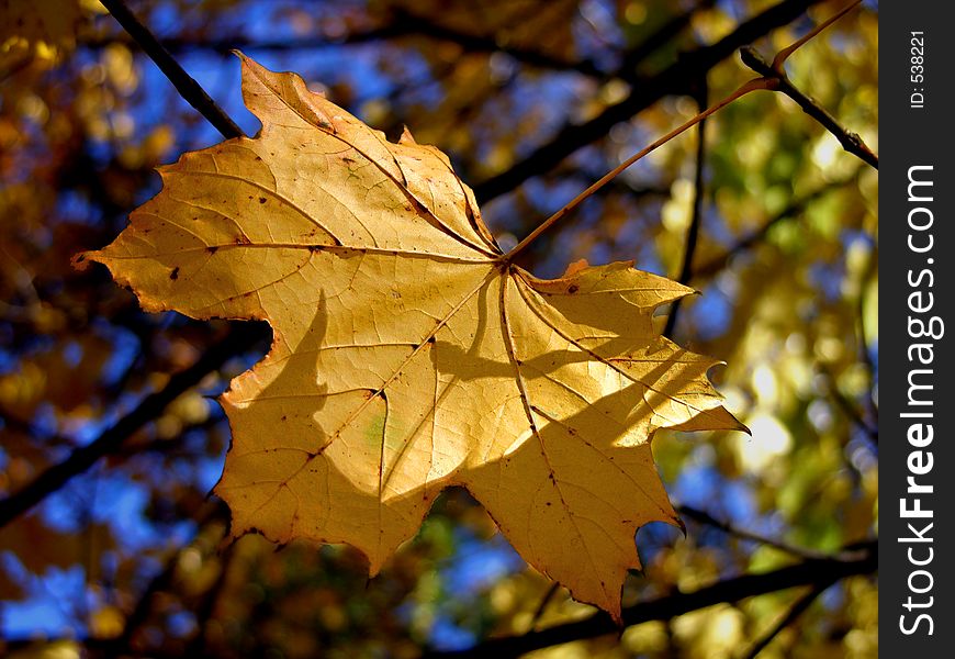 Gold autumn leaves on brnach