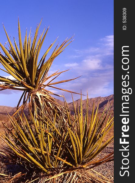 Joshua tree in front of Sierra Nevada Mountains.