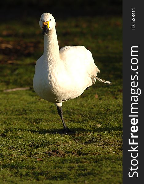 Berwick Swan