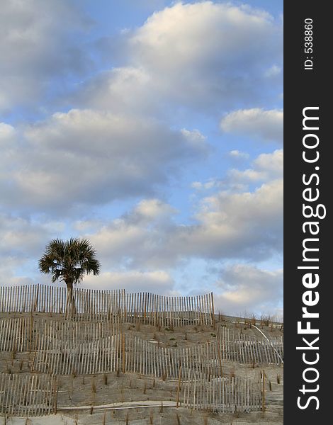 Lone palm on fence protected dune with big sky - room for copy. Lone palm on fence protected dune with big sky - room for copy