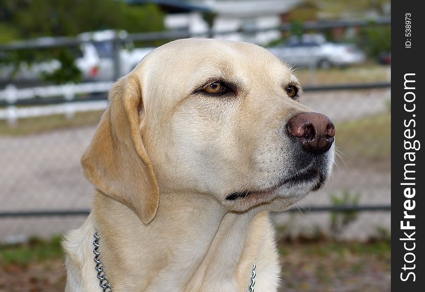 Guide dog off duty.