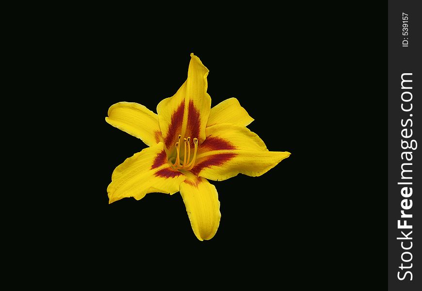 Lily isolated against black background