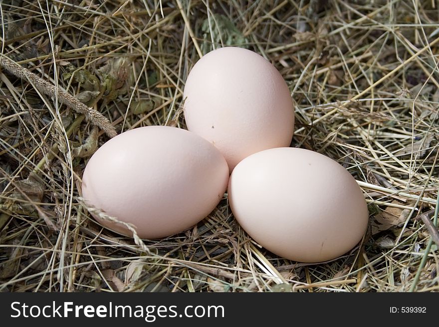 Chicken egg in straw jack. Chicken egg in straw jack