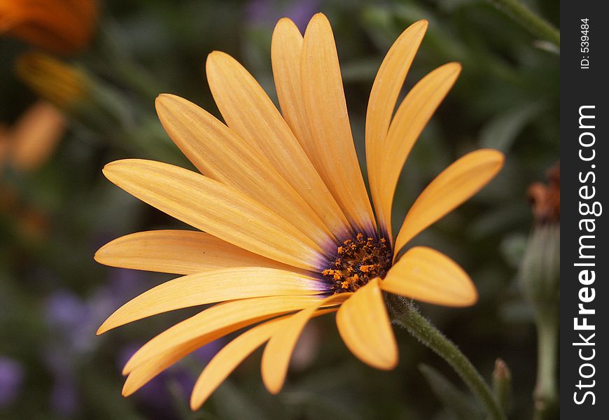Close up of a small delicate yellow osteospermum blossom. Close up of a small delicate yellow osteospermum blossom