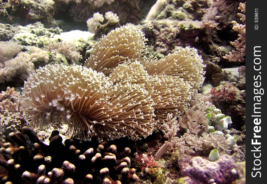 Among the coral species in Layang-Layang. Among the coral species in Layang-Layang