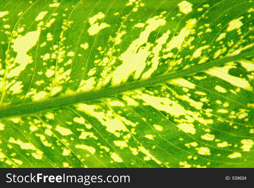 Leaf texture for background usage