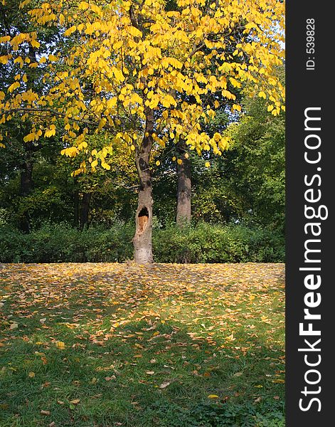 Yellow leaved tree in autumn. Yellow leaved tree in autumn.