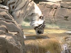 White Tiger Drinking, Close Up Stock Photos White Tiger Drinking, Close Up Stock Photos