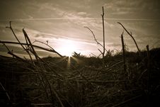 Setting Sun On Bracken Field Stock Image