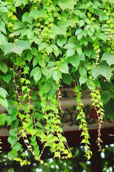 Parthenocissus Stock Image Parthenocissus Stock Image
