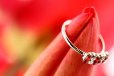Red Tulip With Ring Royalty Free Stock Image Red Tulip With Ring Royalty Free Stock Image