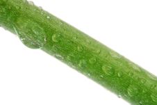 Green Stalk With Drops Royalty Free Stock Images