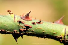 Rose Thorns Stock Image Rose Thorns Stock Image