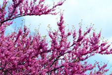 Purple Flowers In A Tree Stock Photography Purple Flowers In A Tree Stock Photography