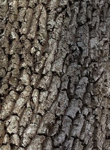 Cortex Old Tree Close-up. Royalty Free Stock Images