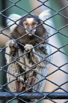 Caged Monkey Stock Photo