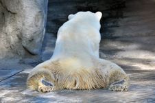 Wild Polar Bear Stock Photography Wild Polar Bear Stock Photography