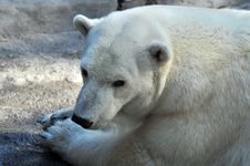 Wild Polar Bear Stock Images Wild Polar Bear Stock Images