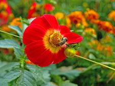 Bee On The Red Flower Royalty Free Stock Image