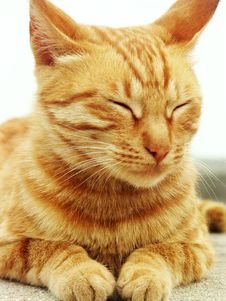 A Lazy Cat Royalty Free Stock Images