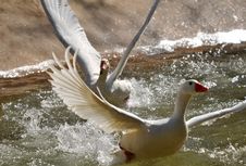 Geese In Taking Off Stock Images Geese In Taking Off Stock Images