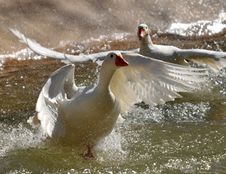 Geese In Taking Off Royalty Free Stock Photo Geese In Taking Off Royalty Free Stock Photo