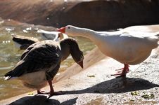 Geese Royalty Free Stock Photos Geese Royalty Free Stock Photos