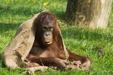 Baby Orangutan Royalty Free Stock Photo