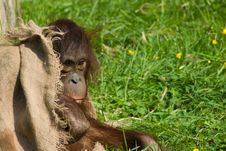 Baby Orangutan Royalty Free Stock Photo